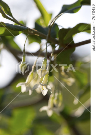 Natuzumi flowers 7678489