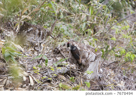 黑啄木鳥 7678494