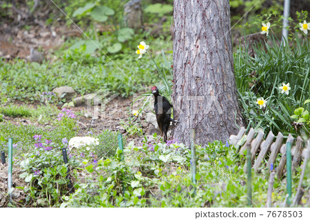 黑啄木鳥 7678503
