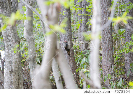 黑啄木鳥 7678504