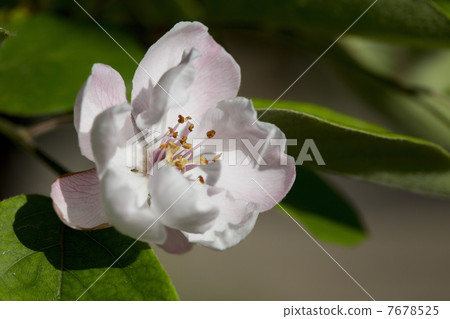 Apple flower 7678525