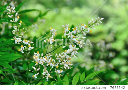 Southern flowers 7678542