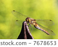 Dragonfly  7678653