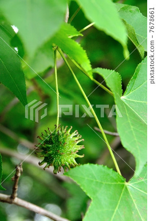 Fruit of Momigiba buffalo Fruit of Momigiba buffalo 7678661