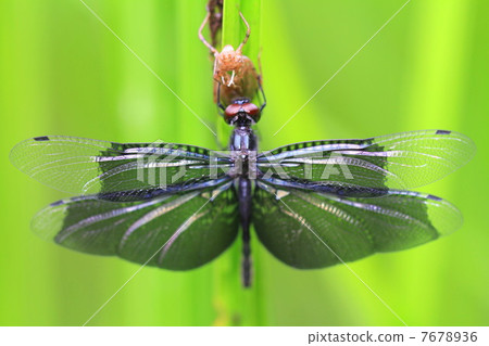 Butterfly dragonfly 7678936
