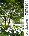 Blue maple and white hydrangea 7679104
