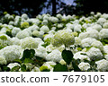 White hydrangea 7679105