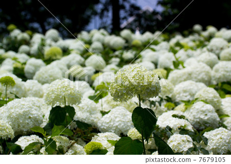 White hydrangea White hydrangea 7679105