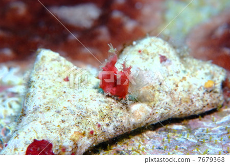 Ordul shrimp Ordul shrimp 7679368