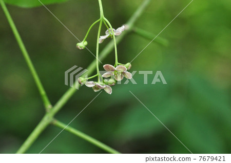 Tulipana Tulipana 7679421