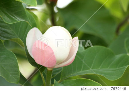 接收盛開的Oyama Renka 7679446