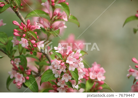 Weigela 7679447