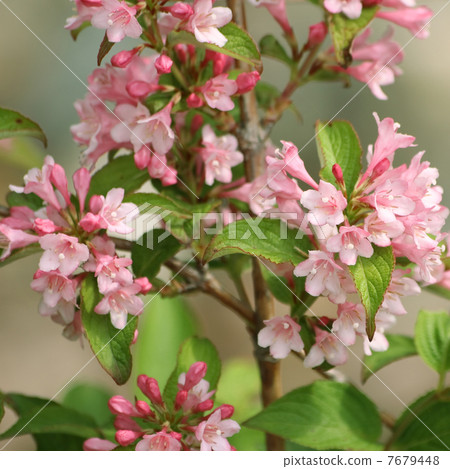 Weigela 7679448