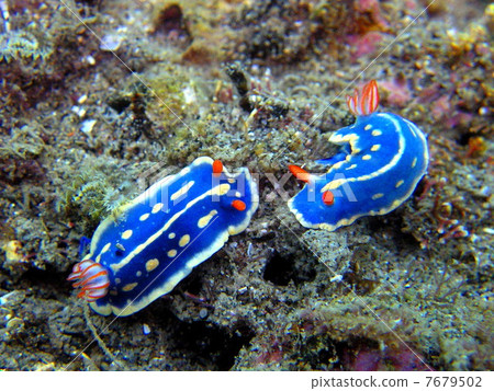 A pair of green turtle 7679502