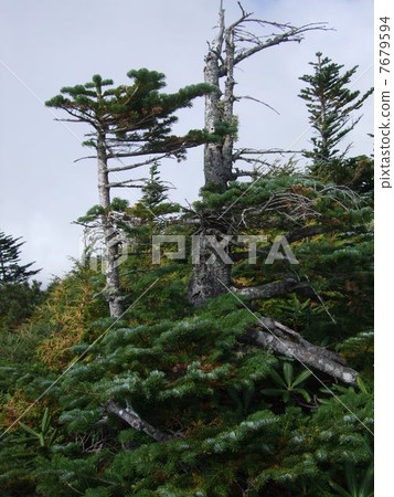 金山的Shirabviso 7679594