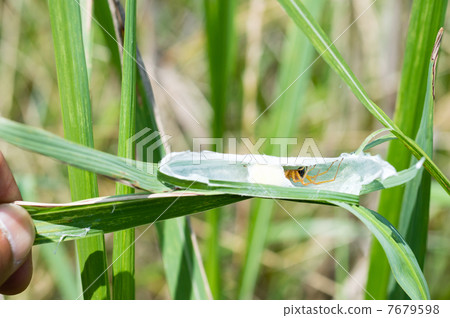 Bird's eye nest 7679598
