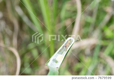 Bird's eye nest 7679599