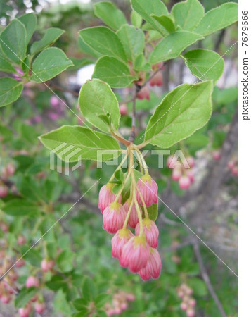 Salasa Doudin圖片（3） 7679666