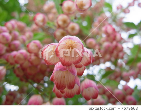 Salasa Doudan Image (5) 7679668