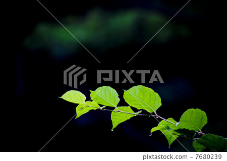 Drop of rain on leaves 7680239