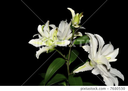 Yuri fixed point shooting bud ~ Flowering seventh day night 7680530