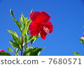 Hibiscus 7680571
