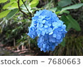 藍色的花 7680663