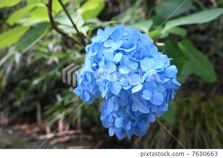 藍色的花 藍色的花 7680663
