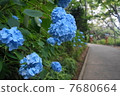 藍色的花 7680664