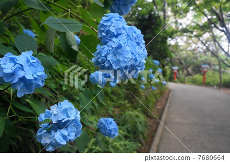 藍色的花 藍色的花 7680664
