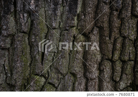 old oak bark texture old oak bark texture 7680871