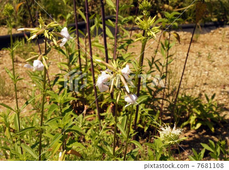 Thorpeat Thorpeat 7681108