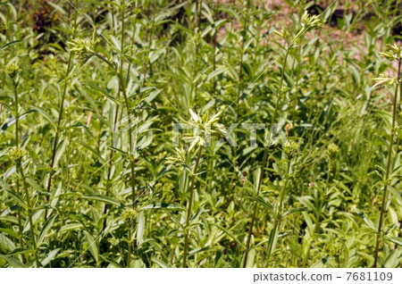 Thorpeat Thorpeat 7681109