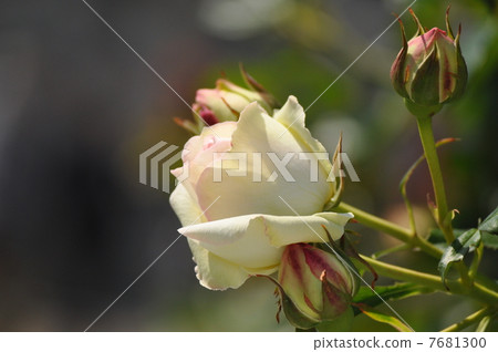 Blooming Pierre de Ronzart Blooming Pierre de Ronzart 7681300