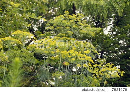 Dill Flower 7681376