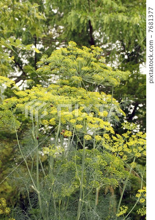 Dill Flower and Red Skull Bug 7681377