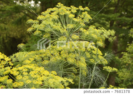 Dill Flower Dill Flower 7681378