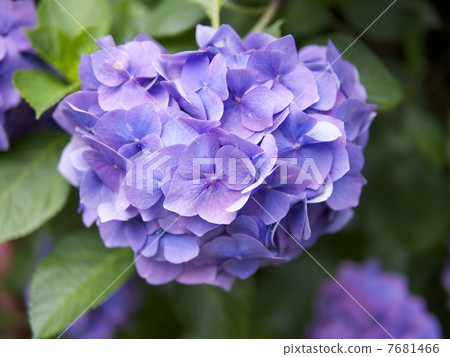  hydrangea 7681466