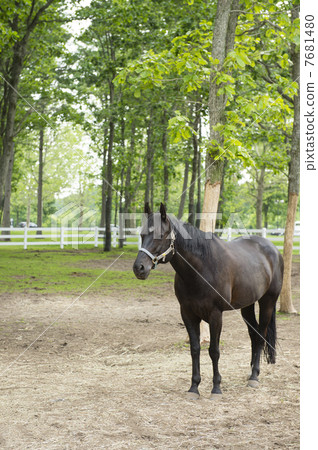 Horse  7681480