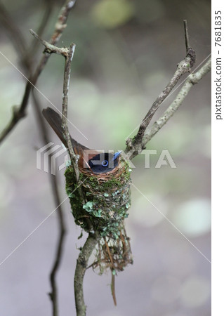 排卵期間的Sanganbeach 7681835