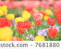 Omiya Flower hill tulip 7681880