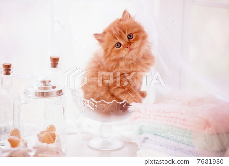 Cute kitten Cute kitten 7681980