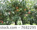 peach  7682295