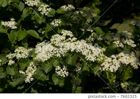 Garlic flowers 7682325