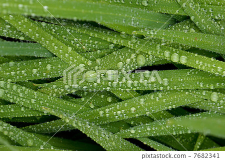 Water drops on leaf 7682341