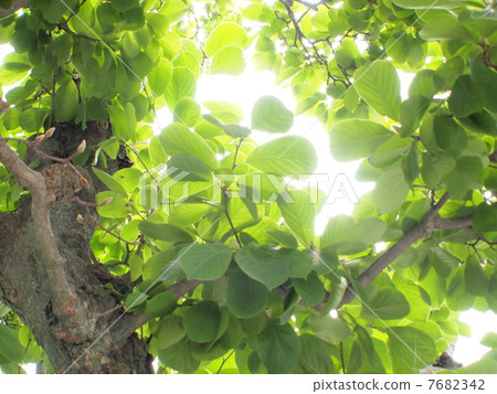 Early Summer Hakkokuren Tree 1 7682342