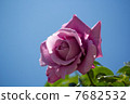 Roses "Charles de Gaulle" 7682532