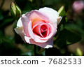 Roses "Summer Lady" 7682533