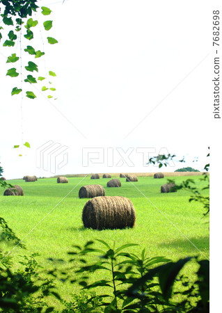 Countryside Scenic Pasture Roll 7682698