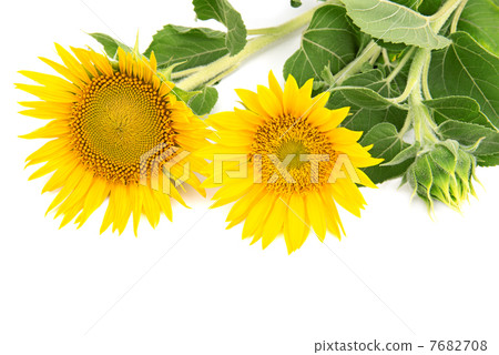 flowers sunflowers on a white background flowers sunflowers on a white background 7682708